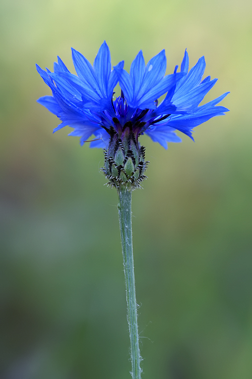 Centaurea cyanus / Fiordaliso vero